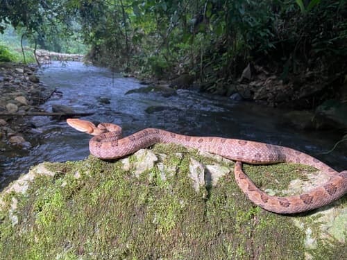 Ảnh Rắn khô mộc (Protobothrops mucrosquamatus)