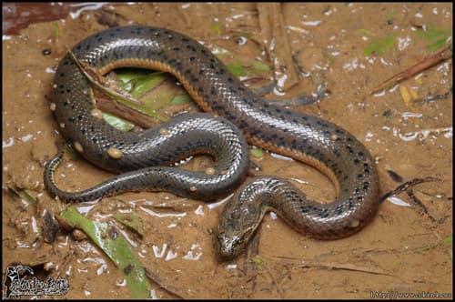 Ảnh Rắn bồng Trung Quốc (Myrrophis chinensis)