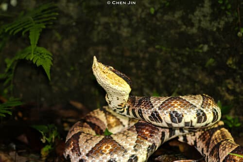 Ảnh Rắn khô mộc hoa (Trăm bước) (Deinagkistrodon acutus)