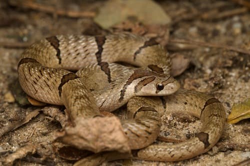 Ảnh Rắn khiếm (Oligodon fasciolatus)