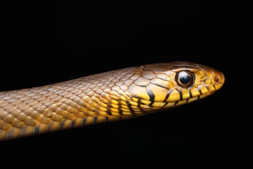 Ảnh Rắn ráo trâu (Ptyas mucosa)