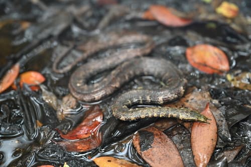 Ảnh Rắn râu (Erpeton tentaculatum)