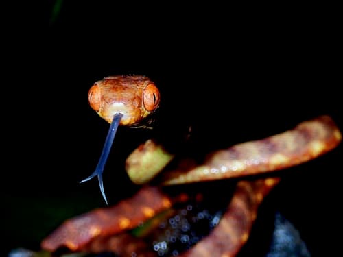 Ảnh Rắn rào Quảng Tây (Boiga guangxiensis)