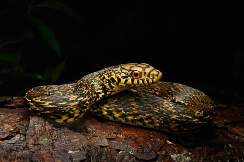 Ảnh Rắn hổ trâu (Elaphe carinata)