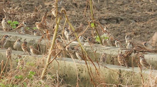 Ảnh Rắn nước đốm vàng (Fowlea flavipunctata)