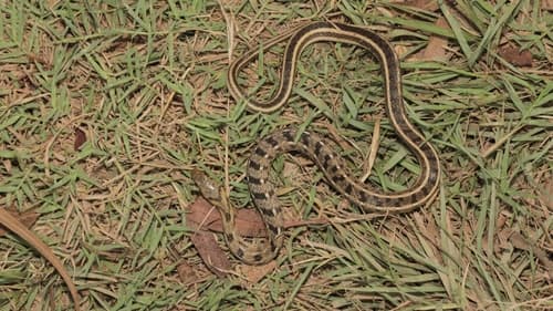 Ảnh Rắn sọc vàng (Amphiesma stolatum)