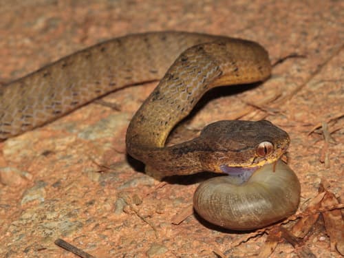 Ảnh Rắn ăn ốc (Pareas carinatus)