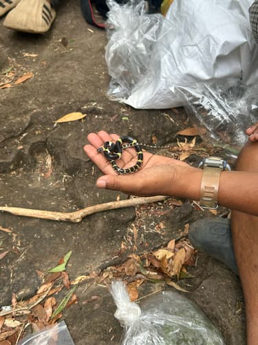 Ảnh Rắn khuyết Lào (Lycodon laoensis)