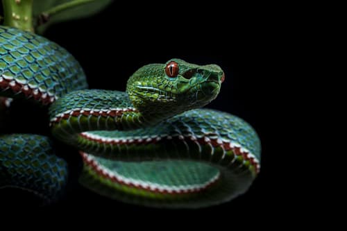 Ảnh Rắn lục Pope (Trimeresurus popeiorum)