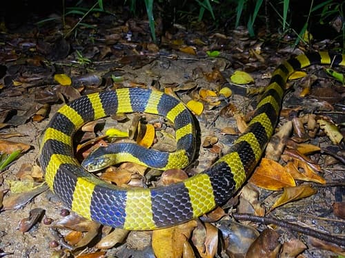 Ảnh Rắn cạp nong (Bungarus fasciatus)