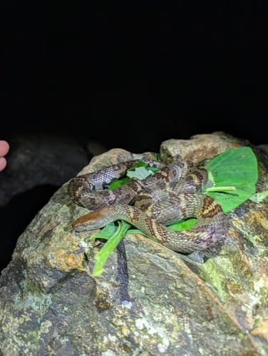 Ảnh Rắn sãi khoang (Trimerodytes aequifasciatus)