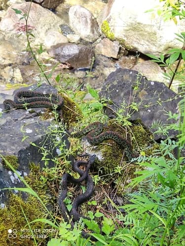 Ảnh Rắn lục Jerdon (Protobothrops jerdonii)