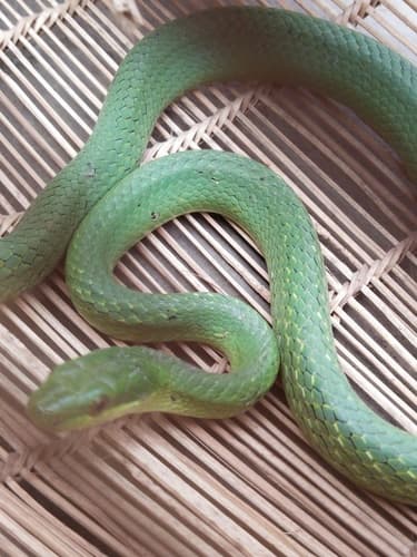 Ảnh Rắn sọc xanh núi (Gonyosoma prasinum)