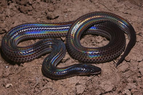 Ảnh Rắn mống (Xenopeltis unicolor)