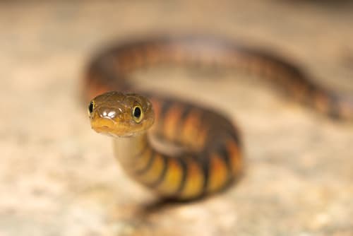 Ảnh Rắn nước rào (Trimerodytes percarinatus)