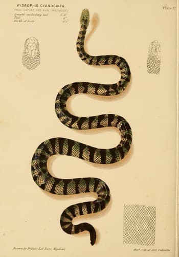 Rắn biển đai