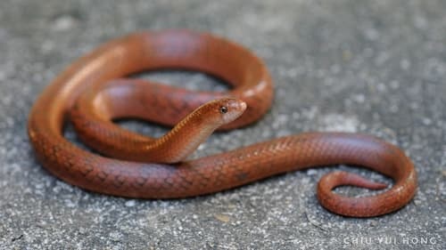 Ảnh Rắn khiếm xám (Oligodon cinereus)