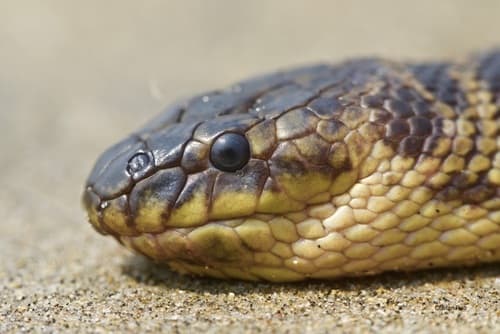 Ảnh Đẻn cạn (rắn biển ngắn) (Hydrophis curtus)