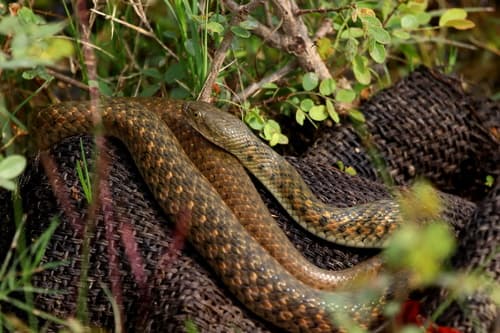 Ảnh Rắn nước bông súng (Xenochrophis piscator)