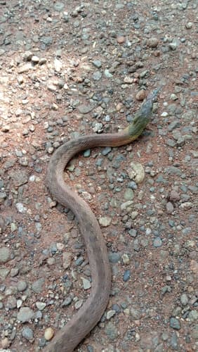 Ảnh Rắn hoa cỏ cổ đỏ (Rhabdophis subminiatus)