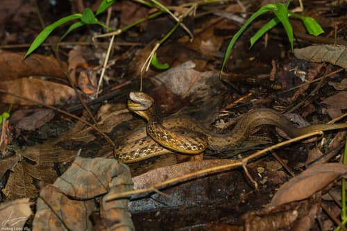 Ảnh Rắn hổ đất nâu (rắn giả lục) (Psammodynastes pulverulentus)