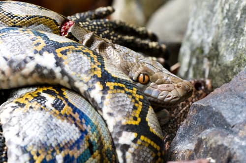 Ảnh Trăn gấm (Python reticulatus)