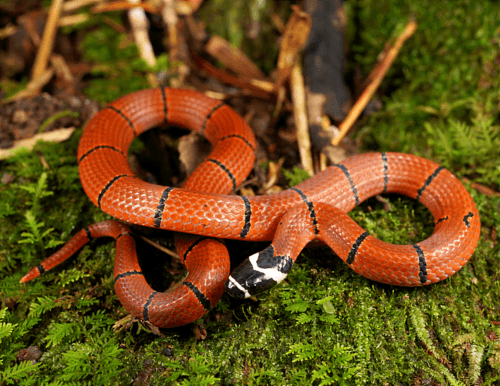 Ảnh Rắn mai gầm Kellogg (Sinomicrurus kelloggi)