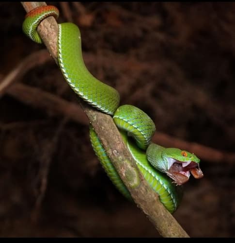 Ảnh Rắn lục đỏ (Trimeresurus rubeus)