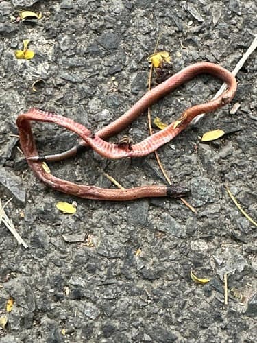 Ảnh Rắn mai gầm đầu nhỏ (Calliophis maculiceps)