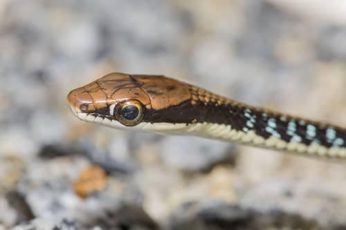 Ảnh Rắn leo cây thường (Dendrelaphis pictus)