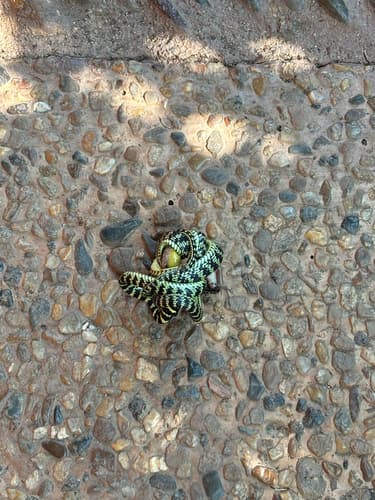 Ảnh Rắn bay thường (Chrysopelea ornata)
