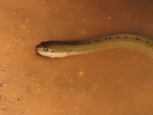 Ảnh Rắn bồng chì (Hypsiscopus plumbeus)