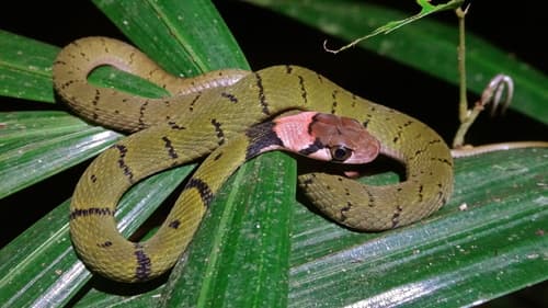 Ảnh Rắn hoa cỏ vàng (Rhabdophis nigrocinctus)