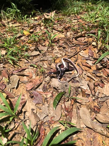 Ảnh Rắn khoang (Lycodon subcinctus)