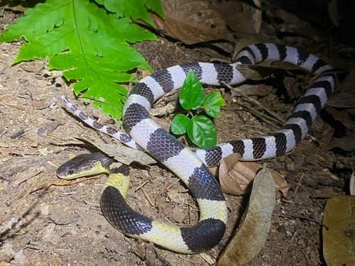 Ảnh Rắn cạp nia (Bungarus candidus)