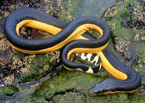 Ảnh Đẻn vàng bụng vàng (rắn biển đuôi vàng) (Hydrophis platurus)