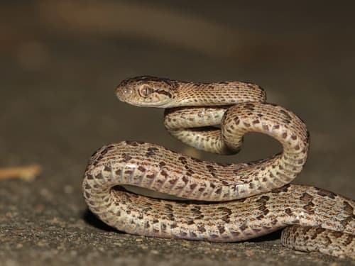 Ảnh Rắn rào đốm (Boiga multomaculata)