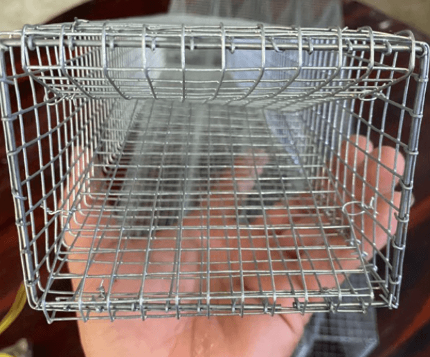 Bẫy rắn: Các loại phổ biến và có nên tự đặt bẫy không